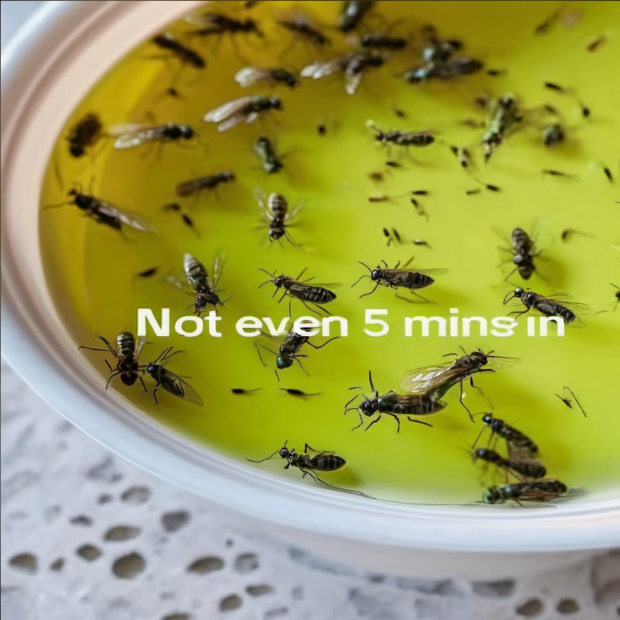 DIY fly and mosquito trap made with vinegar, olive oil, and shampoo in a shallow bowl placed on a countertop