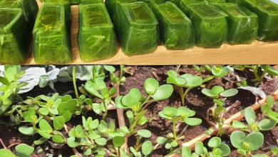 A bowl of sautéed purslane with garlic and olive oil, a healthy side dish