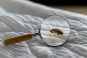 How to Naturally Eliminate Dust Mites and Bedbugs from Your Mattress