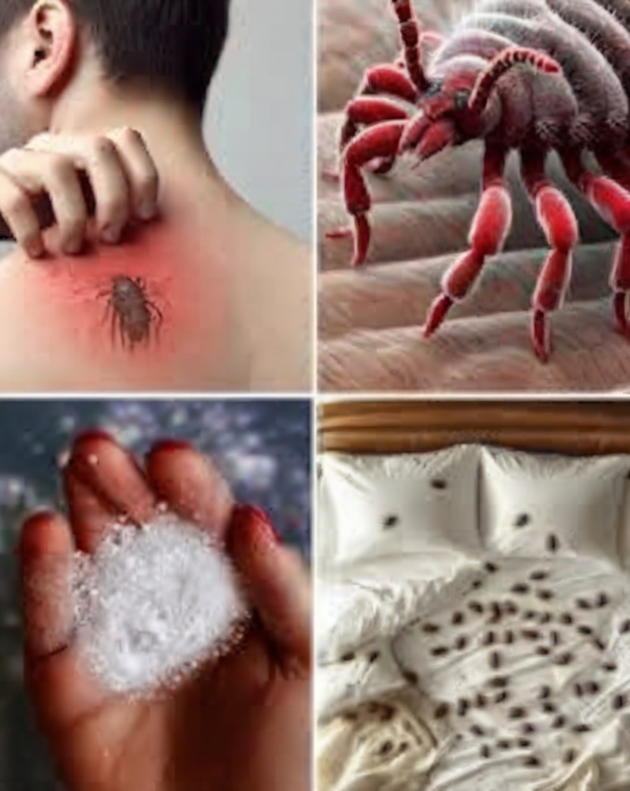 How to Naturally Eliminate Dust Mites and Bedbugs from Your Mattress