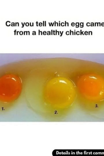 Discover how yolk color, shell strength, and flavor can reveal the health and welfare of the hen that laid your eggs.