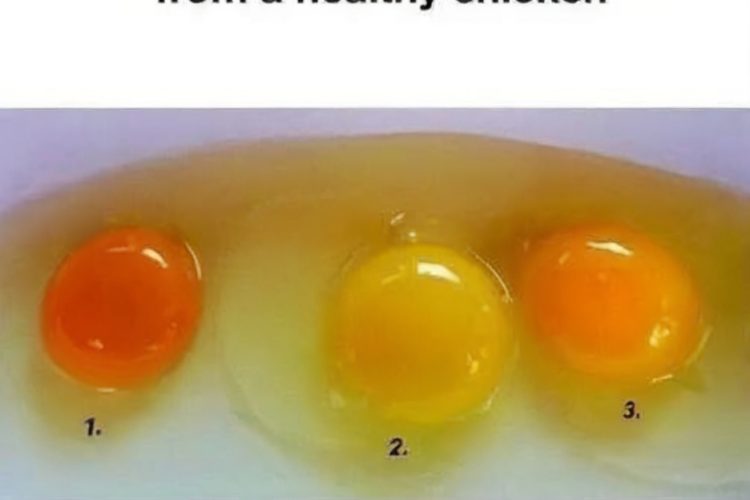 Discover how yolk color, shell strength, and flavor can reveal the health and welfare of the hen that laid your eggs.
