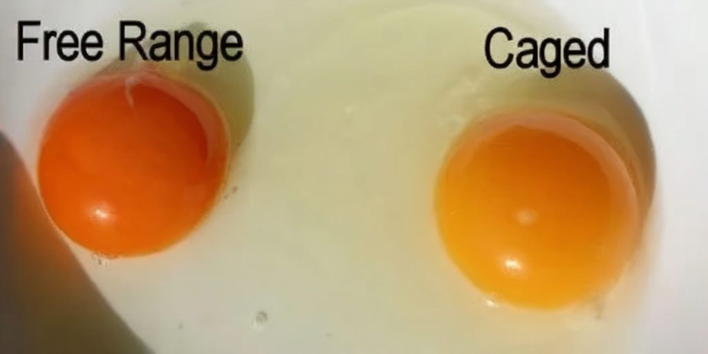 Discover how yolk color, shell strength, and flavor can reveal the health and welfare of the hen that laid your eggs.