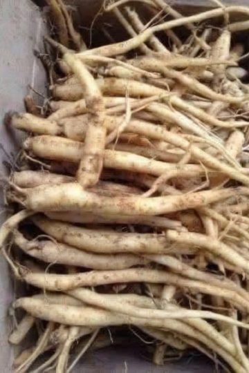A traditional herbal tea known for its detoxifying, anti-inflammatory, and immune-supportive effects. Burdock root tea is easy to make and perfect for daily wellness routines.