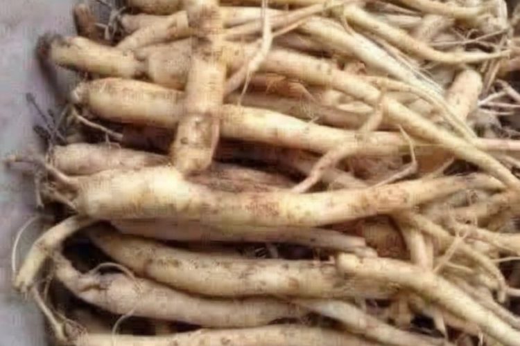 A traditional herbal tea known for its detoxifying, anti-inflammatory, and immune-supportive effects. Burdock root tea is easy to make and perfect for daily wellness routines.