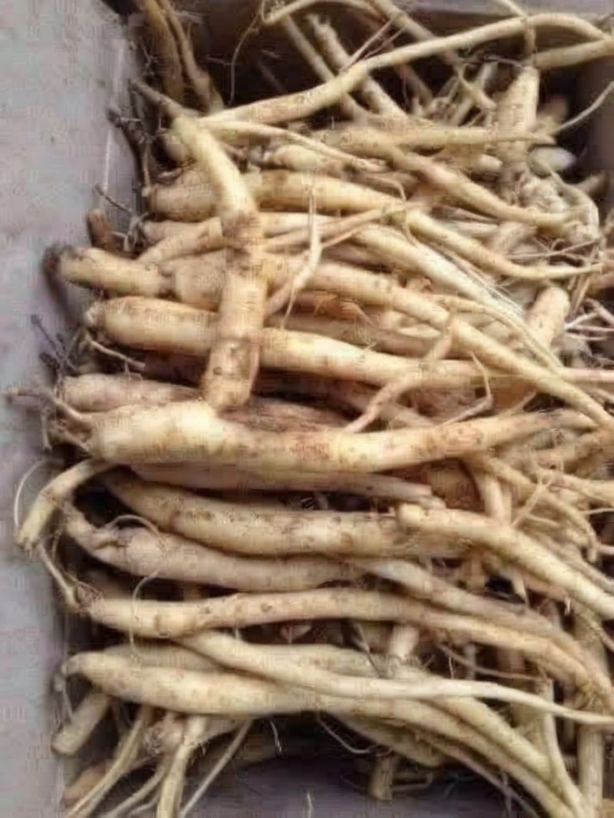A traditional herbal tea known for its detoxifying, anti-inflammatory, and immune-supportive effects. Burdock root tea is easy to make and perfect for daily wellness routines.