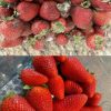 Extend the life of your strawberries with these expert tips—stop mold, reduce waste, and keep your berries fresh for up to a week or longer!