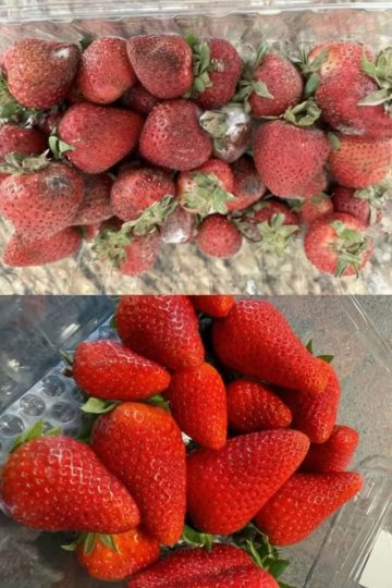 Extend the life of your strawberries with these expert tips—stop mold, reduce waste, and keep your berries fresh for up to a week or longer!