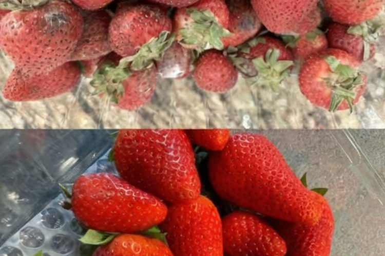 Extend the life of your strawberries with these expert tips—stop mold, reduce waste, and keep your berries fresh for up to a week or longer!