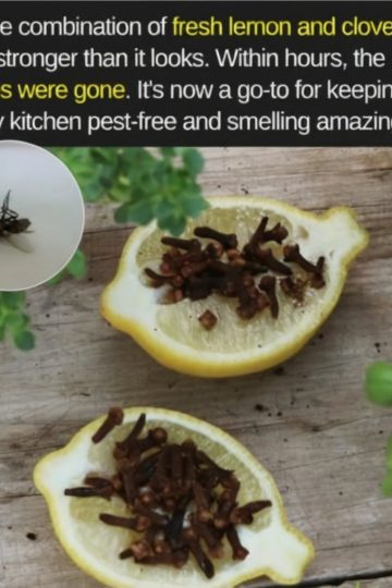 Use clove and lemon to boost immunity, purify air, and create DIY cleaners. Discover how this natural duo enhances both health and home!