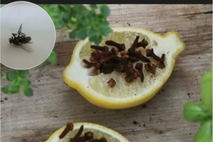 Use clove and lemon to boost immunity, purify air, and create DIY cleaners. Discover how this natural duo enhances both health and home!