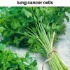 Powerful Benefits of Sweet Wormwood