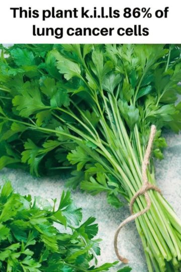 Powerful Benefits of Sweet Wormwood