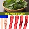 Healing Leaves for Diabetes, Blood Pressure, Pain Relief, Cholesterol, and Circulation 