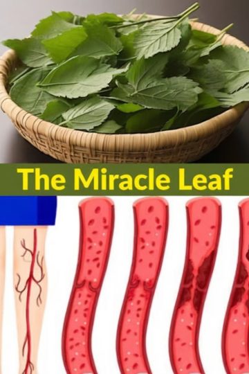 Healing Leaves for Diabetes, Blood Pressure, Pain Relief, Cholesterol, and Circulation 