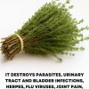 Oregano: Nature’s Small but Mighty Healer