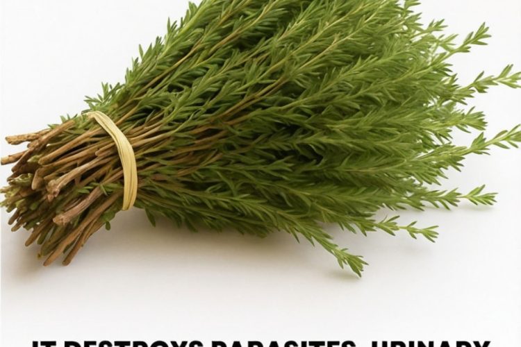 Oregano: Nature’s Small but Mighty Healer