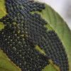 Don’t Touch These If You See Them on Your Plants
