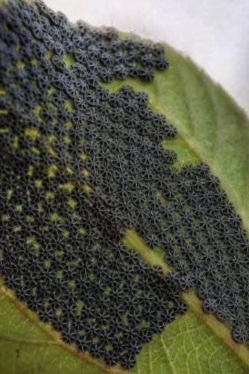 Don’t Touch These If You See Them on Your Plants