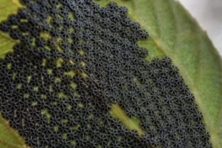 Don’t Touch These If You See Them on Your Plants