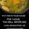 Banish Flies, Mosquitoes, and Cockroaches with These Simple Natural Remedies