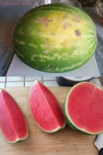 The Savvy Shopper’s Guide to Choosing the Sweetest Watermelon