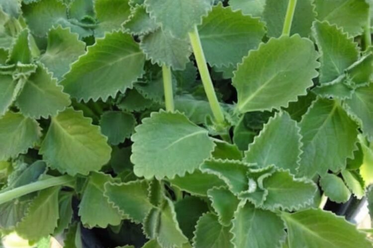 A soothing herbal ritual that supports immunity, digestion, and clarity—naturally.
