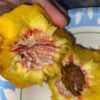 White Stuff on Your Peach Pit? Here’s What It Really Is