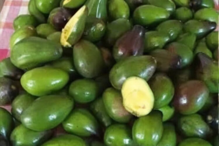 A complete wellness guide explaining the potential risks of avocado consumption—covering allergies, medication interactions, digestive concerns, and portion control—plus tips for enjoying avocados safely.